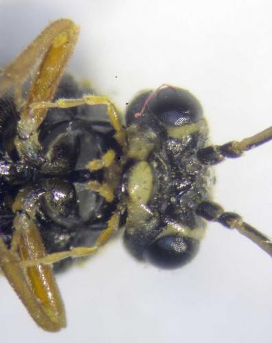 Réf. 230 106 : Aglaostigma fulvipes
